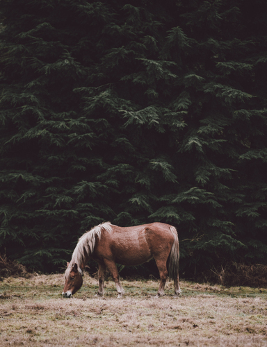 Cavallo che mangia erba