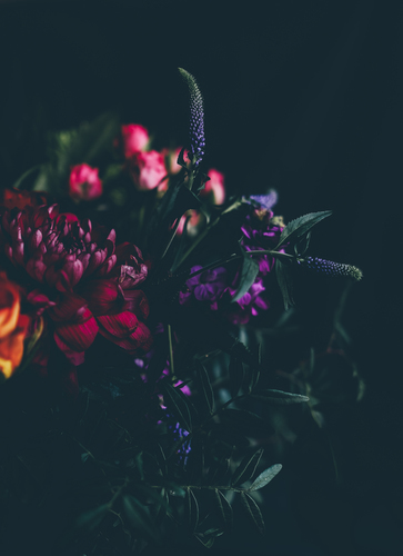 Rosa och lila blommor i mörkret