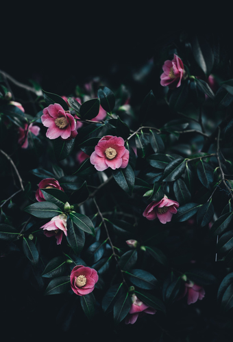 Růžové květy v tmě