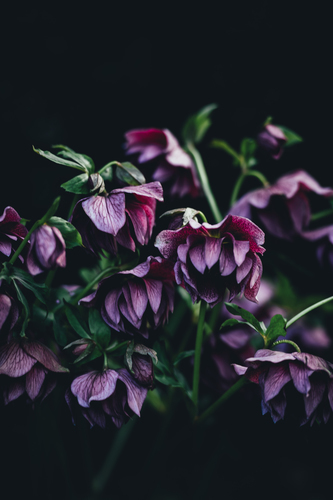 Înflorit florile violet