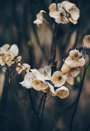 Fleurs et des branches sèches