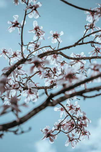 Bahar pembe çiçeği resim