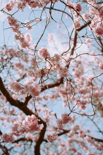 Branches through pink blossom