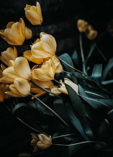 Gele tulpen afbeelding