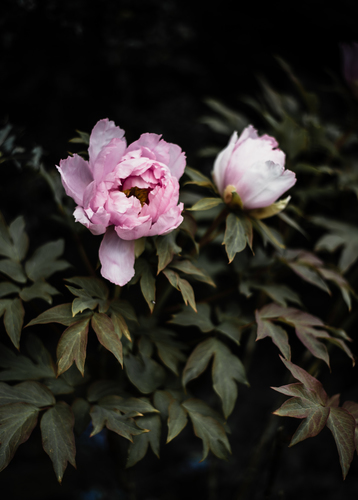 Rosa blommor bild