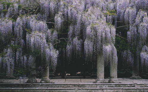 Lilac covering tall pillars