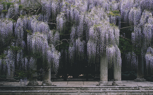 Hautes colonnes couverture lilas