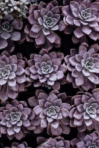 Violet succulents
