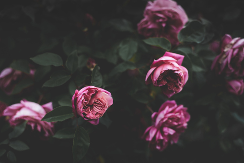 Rosas roxas