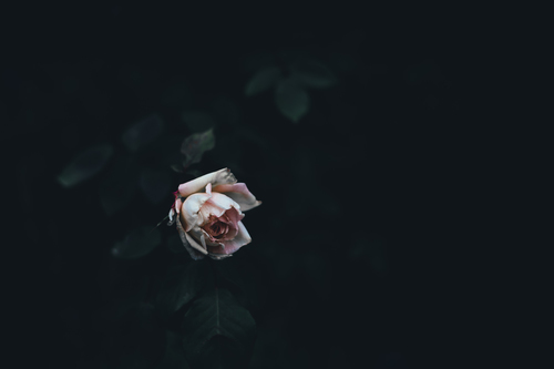 Single rose in the dark