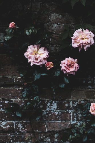 Trandafiri pe langa un zid de uscare