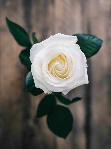 White rose