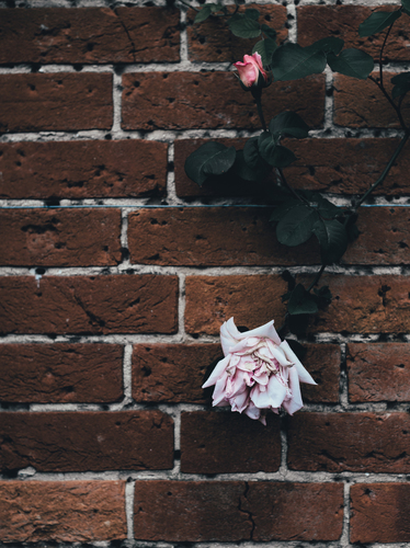 Розы на кирпичной стене