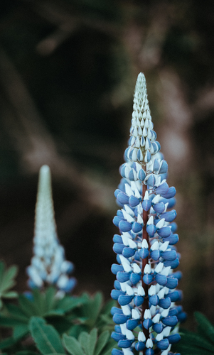 Floare albastră