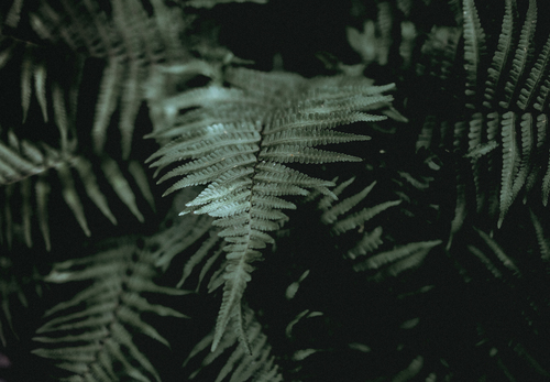 Fern image