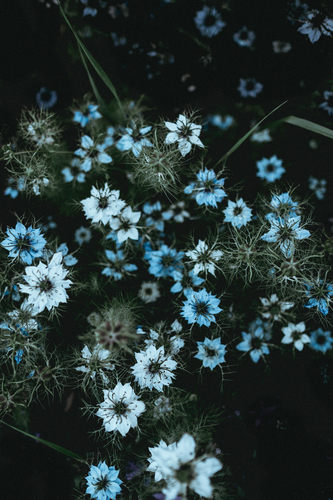 Маленькие голубые цветки.