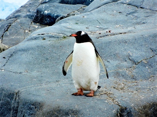 Pinguin în picioare pe o stâncă