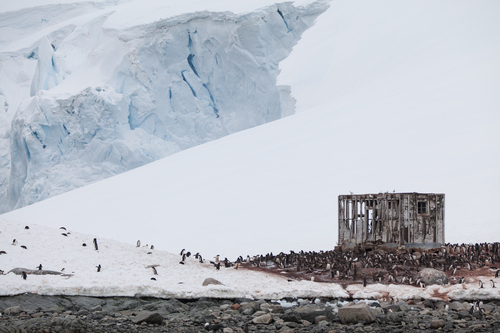 Pingüino en la naturaleza