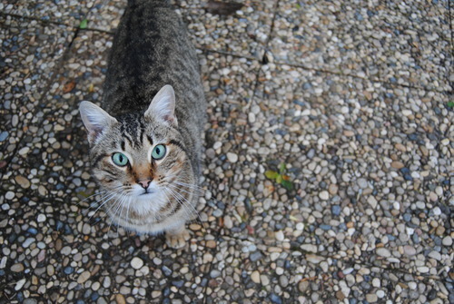 Cat on pavement