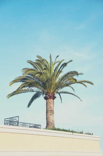Single palm tree