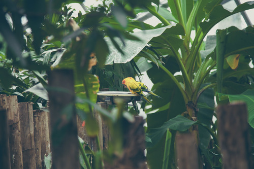 Parrots in tropical forest