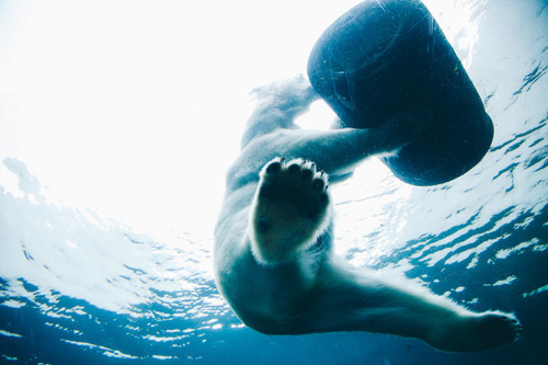 Isbjörn i vatten