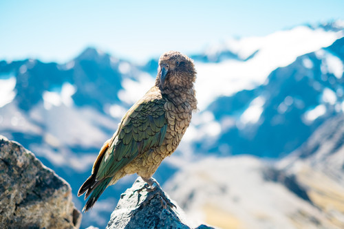 Bird on a mountain.