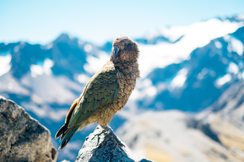 Vogel op een berg.