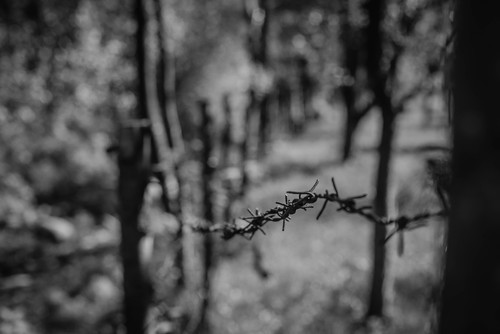 Barbed wire in nature