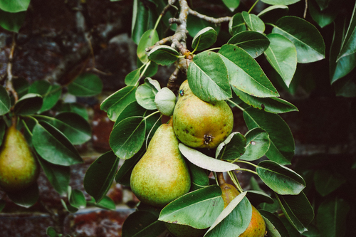Päron på ett träd