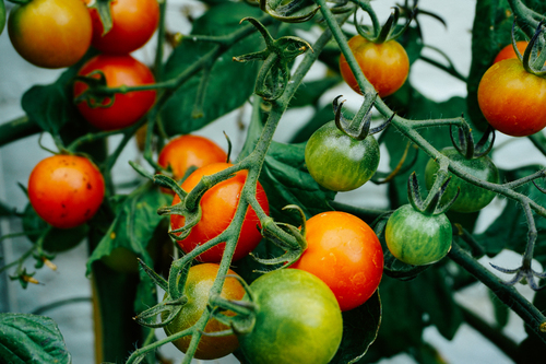 Imagem de tomates frescos