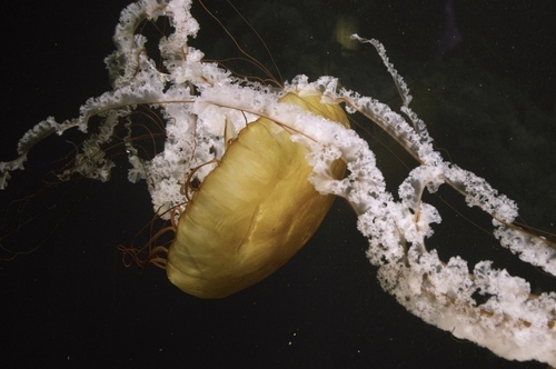 Yellow jelly fish