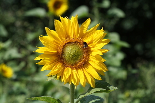 Sunflower with tiny insect on it