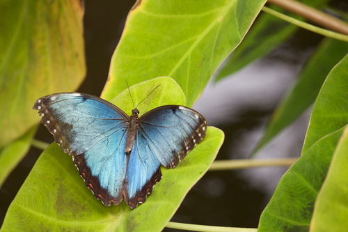Fluture albastru pe frunze verzi