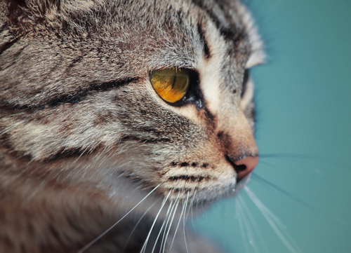 Katt med gult öga