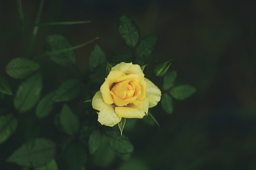 Fleur rose jaune