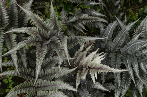 Fern branches image