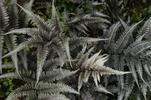 Image de branches de fougère