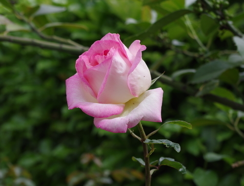 Блідо-рожева троянда