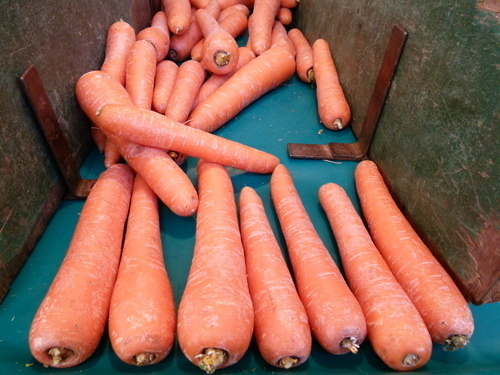 Zanahorias sin hojas