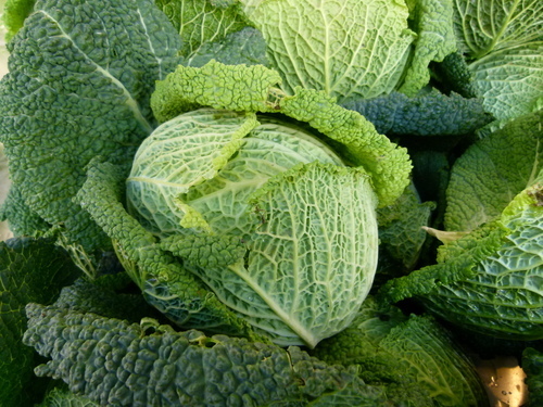 Big fresh cabbage