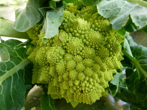 Brócolos romanesco