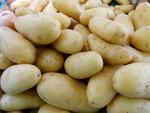 Färsk ekologisk potatis