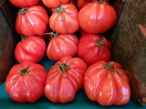 Tomates fraîches