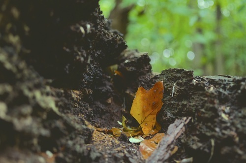 Brown leaf in dirt