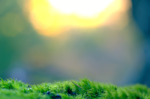 Зеленая трава изображение