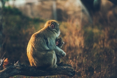 Vrouwelijke aap met haar baby