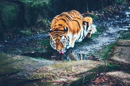 Tigre com sede
