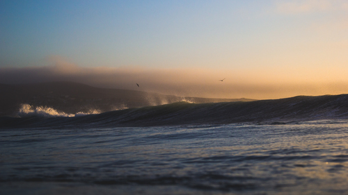 Aves e onda do mar