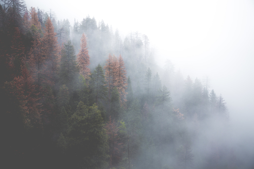 Brouillard au-dessus de forêt